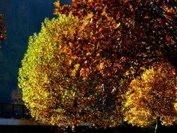 trees with colorful autumn leaves in the bright sun