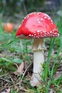 red fly agaric mushroom in the grass