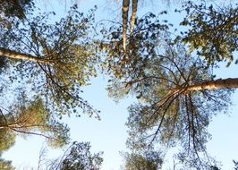 green tree crowns under blue sky