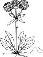 black and white graphic image of a wild plant with three spherical inflorescences