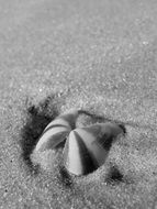 Macro picture of Shell in a sand