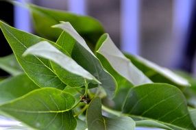 Closeup photo of green leaves on blurry background