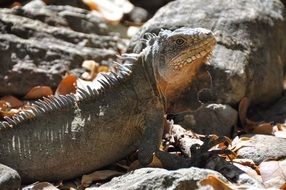 iguana on stones on a caribbean island