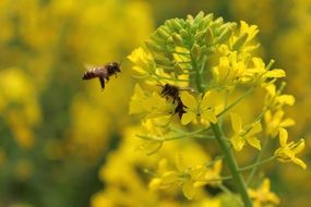 rape spring plant and a flying bee close-up on blurred background