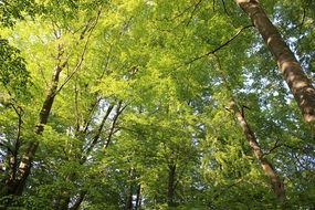 trees with green crowns closeup