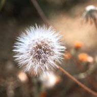 dandelion Flower Plant with fluffy Seeds