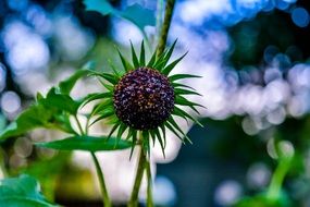close-up photo of unusual flower with pointed green petals