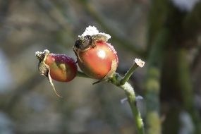 Winter rose hip