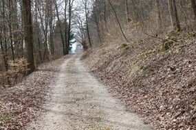 road in the woods in germany