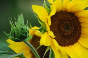 yellow sunflower on a blurry background
