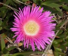 carpobrotus edulis close up