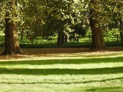 long Shadows on Grass