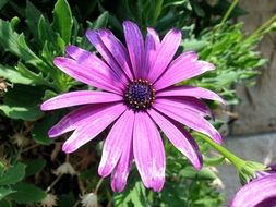 purple daisies on a background of green plants