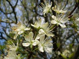 spring flowering in the garden