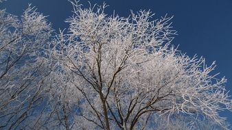 trees in white hoarfrost on a sunny day