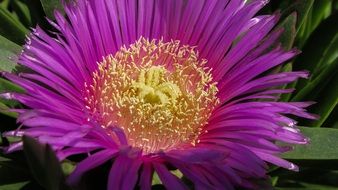 dark pink flower in the garden close-up