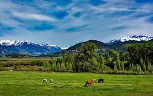 horses graze on a field in Ð¡olorado on a sunny day