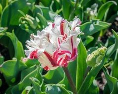 white-red unique tulip