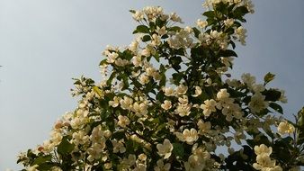 apple tree in lush white bloom