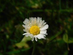 white daisy on blurred green background