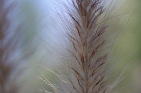 Closeup Picture of Natural meadow plant