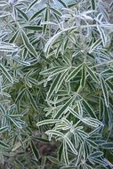green plants in ice crystals close-up