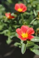 beauty Petal