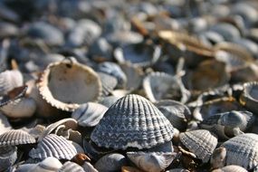 many seashells under the bright sun