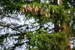 many cones on the big spruce