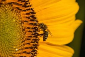 hardworking bee pollinating sunflower
