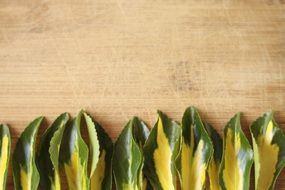 Leaves on a Wooden board