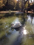 Swan Nature Majestic Flight