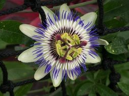 incomparable Passion Flower