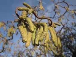 corkscrew Hazel blooming catkins