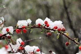Snow on branch with Red berries close up