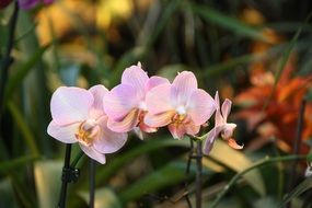 delicate pink orchids