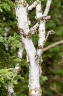 Birch Tree