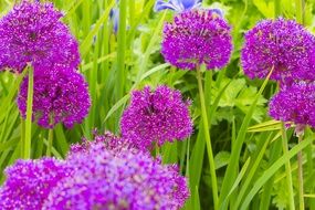 bright purple wildflowers among tall grass