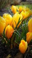 cute crocus flowers