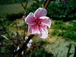 pink flower on almond tree