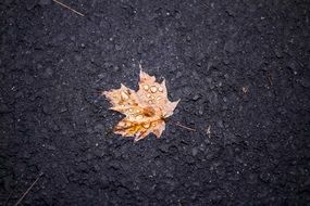 Leaf Maple Soil