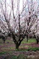 Tree Flowers Spring