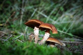 brown poisonous mushrooms in the forest