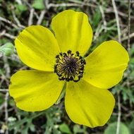 yellow flower of Cyprus