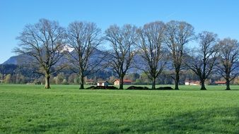 group of trees in a green meadow in picturesque bavaria