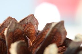 Closeup Picture of brown Pine Cones