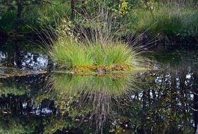 pietz moor is a swamp in lower saxony