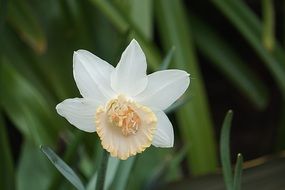 white and yellow Daffodil flower close up