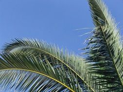 green palm Tree Blue sky view