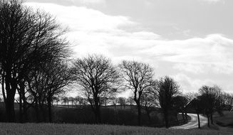 trees along the highway